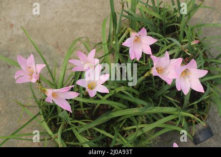 Zephyranthes simpsonii pink,This is one kind of rain lily.Rain lilies are pretty in pink.This flower is so beautiful with white ,pink and yellow color. Stock Photo