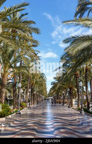 Alicante Alacant town city boulevard Esplanada d'Espanya with palms palm travel traveling holidays vacation portrait format in Spain Stock Photo