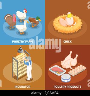 Poultry 2x2 design concept set of chick in nest poultry farm incubator and poultry products square icons isometric vector illustration Stock Vector