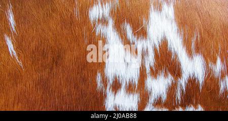 Brown and white fur texture background Stock Photo