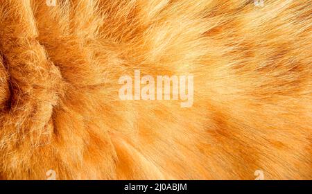 Soft fluffy hair texture of a fox skin Stock Photo