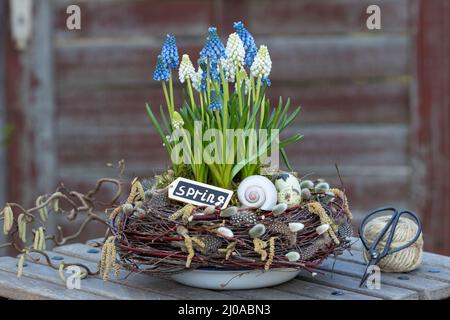 spring garden decoration with blue and white grape hyacinths and  wreath of branches Stock Photo