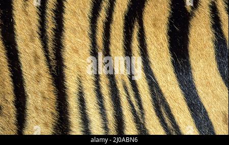 Close up of tiger skin texture Stock Photo