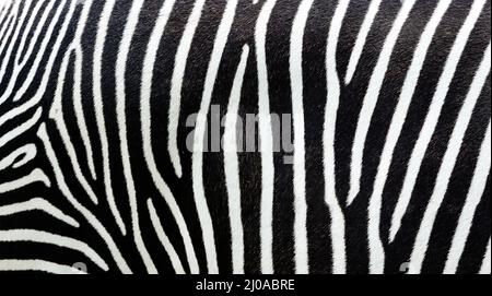 Stripped hairy pattern or texture of a Zebra Stock Photo