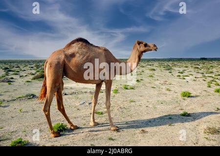 A camel in the desert on Masirah Island in the Oman Stock Photo