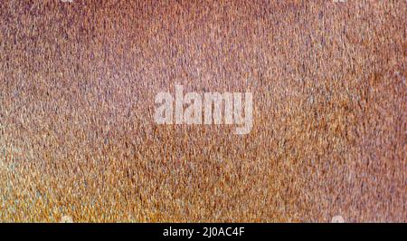 Close up of bull hide texture Stock Photo