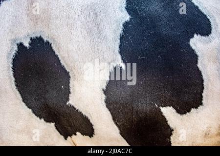 Close up of a fur Stock Photo