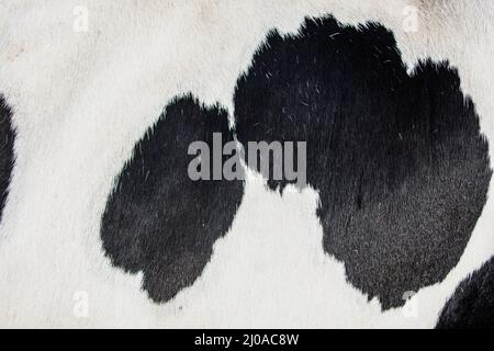 Close up of a cow skin Stock Photo