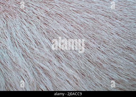White texture background of a dog skin Stock Photo
