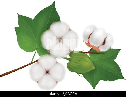 Colored cotton flower branch realistic composition with three beautiful flowers on white background vector illustration Stock Vector