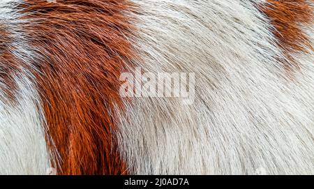 Brown and white hairy texture of a fur Stock Photo