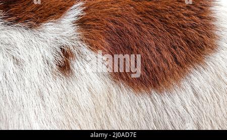Hairy texture of a fur Stock Photo
