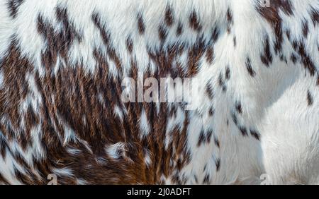 Hairy texture  of a cowhide Stock Photo