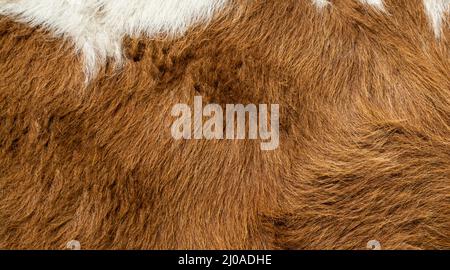 Hairy texture background of a cowhide Stock Photo