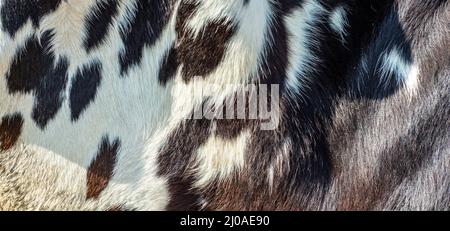 Texture or pattern of a fur Stock Photo