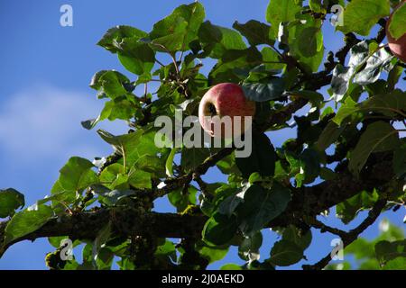 ripe apple before harvest hanging on a branch with raindrops Stock Photo