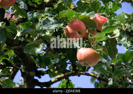 apple tree with ripe apples on the branches in front of white blue bavarian sky Stock Photo