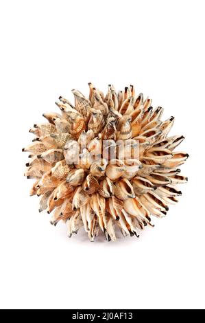 Sphere from sea shells Stock Photo