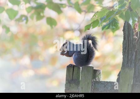 The grey squirrel (Sciurus carolinensis) sits on a fence around a tree in the parkland at Bushy Park feeding on a nut in the Autumn sun Stock Photo