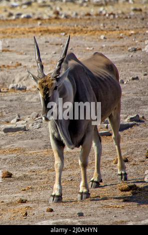Big eland near a waterhole at etosha national park namibia