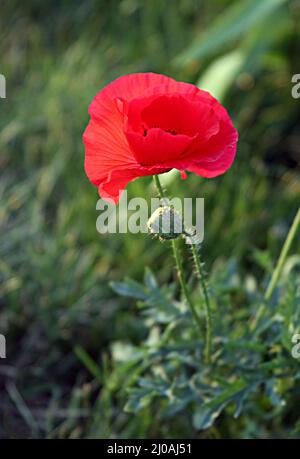 Lonely flower of wild red poppy on blue sky background with focus on ...