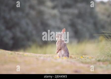 The young rabbit (Oryctolagus cuniculus) stands on its' hind legs to keep an eye on the area around its' burrow in the grassland near to Winterton, No Stock Photo