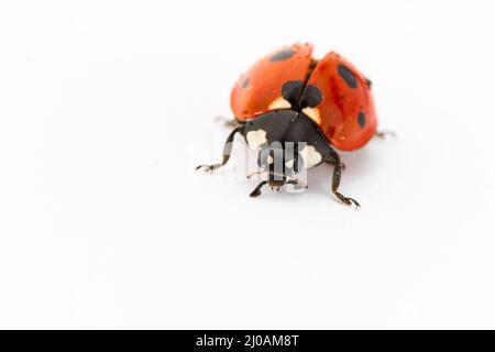 The seven spot ladybird (Coccinella septempunctata) sits in the studio lights ready to fly off Stock Photo