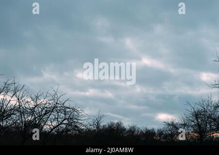 Blue sky after sunset. Branches of trees without leaves in winter. Stock Photo