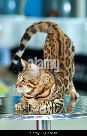 Pretty striped cat on the show Stock Photo