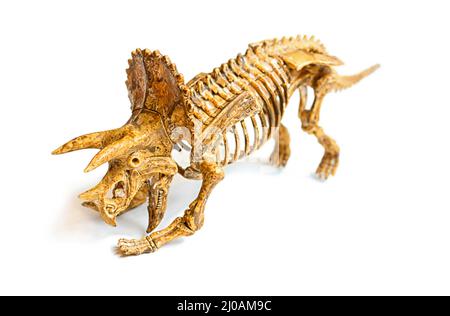 Trex skeleton isolated on white Stock Photo