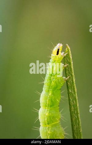 The green caterpillar reaches the end of the stem in the grassland of Thompson Common, Norfolk Stock Photo