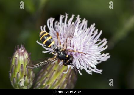 Conops quadrifasciatus, Thick-headed Fly Stock Photo