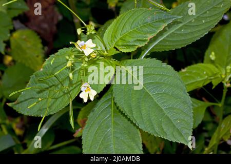 Impatiens parviflora, Small-flowered Touch-me-mot Stock Photo