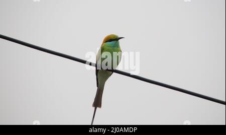 colorful sparrow sitting on electric cable Stock Photo
