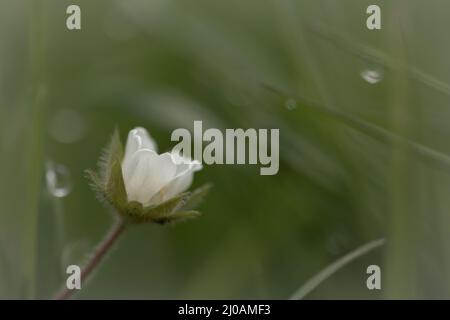 The small white flower of the wild strawberry (Fragaria vesca)  grows in the grass of the woodland at Wayland Wood in Norfolk Stock Photo
