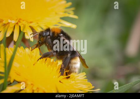 The queen tree bumblebee (Bombus hypnorum) feeds up on the yellow dandelion flowers after emerging in the Spring at Wayland Wood in Norfolk Stock Photo