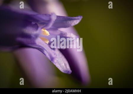 Close up image of the tip of a bluebell flower (Hyacinthoides non-scripta) growing in the woodland of the Norfolk Wood at Wayland Stock Photo