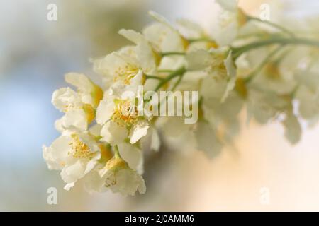 Close up photo of the Spring blossom of the bird cherry (Prunus padus) growing within the woodland at Wayland in Norfolk Stock Photo