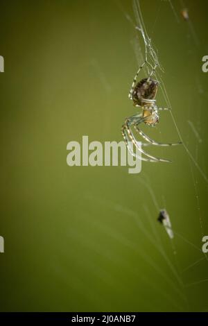Close up image of an orb weaver spider (Metellina mengei) waiting on its spider web on a footpath near to Watchet, West Somerset Stock Photo
