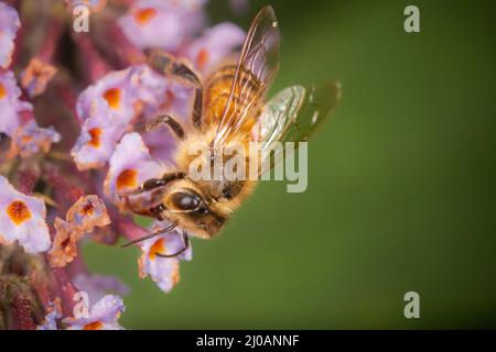 Honey bee (Apis mellifera) pollinates the late summer flowers near to Porlock Marsh in West Somerset Stock Photo