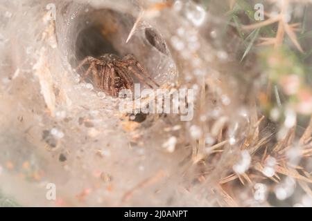 The labyrinth spider (Agelena labyrinthica) hides in the dew covered funnel of its web in the gorse by the woodlands near to Dunster, West Somerset Stock Photo