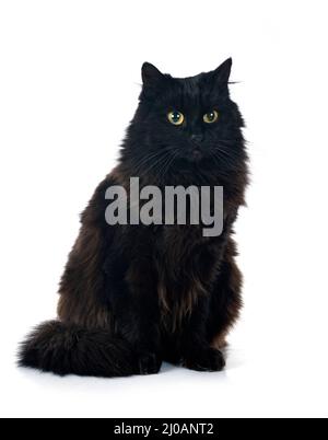 black british longhair in front of white background Stock Photo