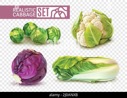 Realistic set with brussels sprouts chinese cabbage cauliflower isolated on transparent background vector illustration Stock Vector