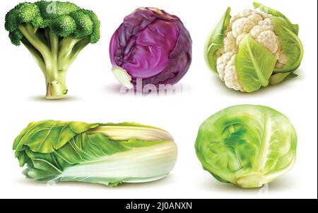 Realistic set with fresh white cabbage broccoli chinese leaves cauliflower isolated vector illustration Stock Vector