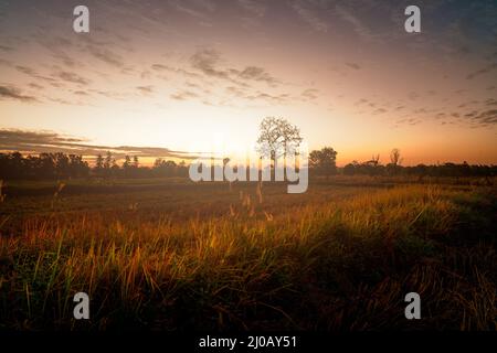 Landscape of rice farm field with sunlight in the morning. Harvested rice field and grass flower. Agricultural field. Beauty in nature. Harvested rice Stock Photo