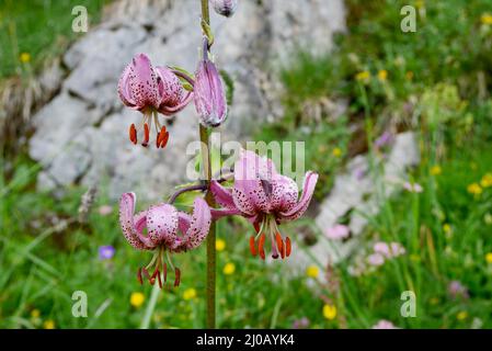 Close up of turban lily in Alpstein massif. St. Gallen, Switzerland. High quality photo Stock Photo