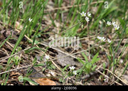 Commom Mouse-Ear Chickweed, Cerastium holosteoides Stock Photo