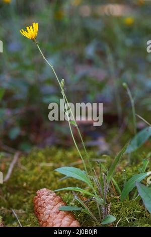 Hieracium murorum syn. sylvaticum, Wall Hawkweed Stock Photo