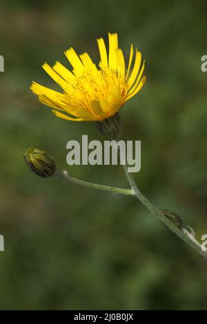 Hieracium murorum syn. sylvaticum, Wall Hawkweed Stock Photo