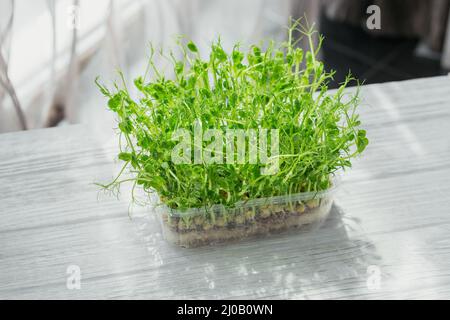 Organic pea microgreen sprouts growing in a plastic box in white background. Frash raw sprouts, micro greens, healthy food concept Stock Photo